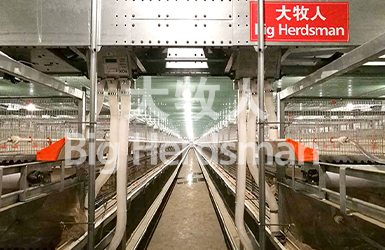 Myanmar broiler cage project goes into production successfully！