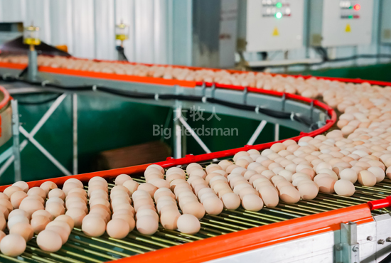 Egg conveyor