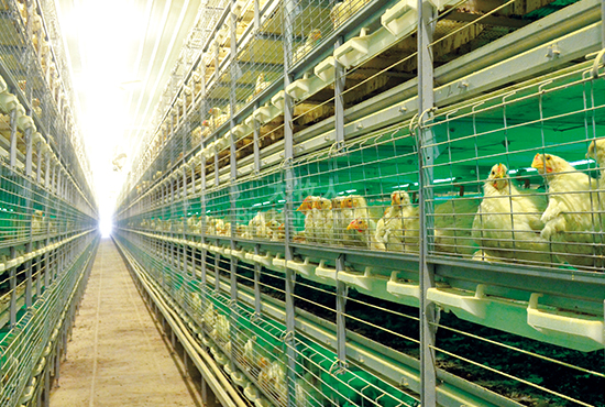 Automatic laminated broiler cage system